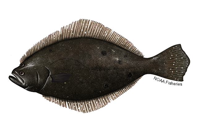 Paralichthys dentatus, commonly known as Summer Flounder, Fluke, Northern fluke, Hirame.