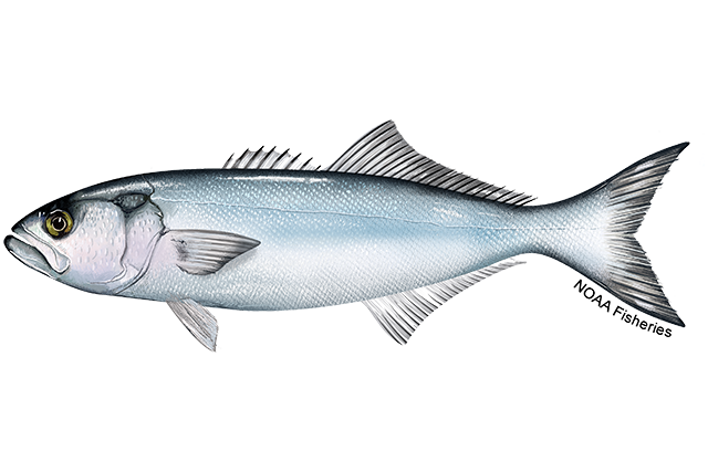 Pomatomus saltatrix, commonly known as Bluefish, Tailor, Snapper, Baby blues, Choppers, Elfs.