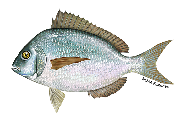 Stenotomus chrysops (Scup), also known as Porgy, Maiden, Fair maid, Ironsides, Northern porgy.