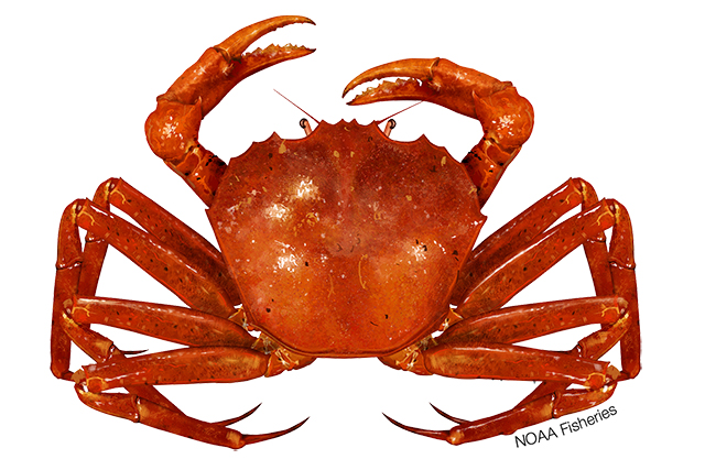 Chaceon quinquedens, also known Deep-Sea Red Crab.